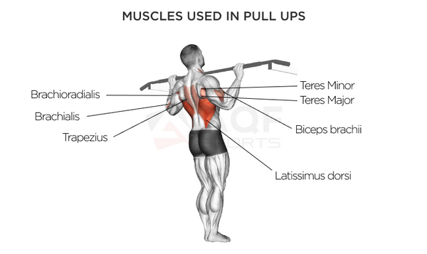 BENEFITS OF PULL-UPS !