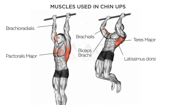 What is Better for Boxing: Pull-Ups or Chin-Ups?