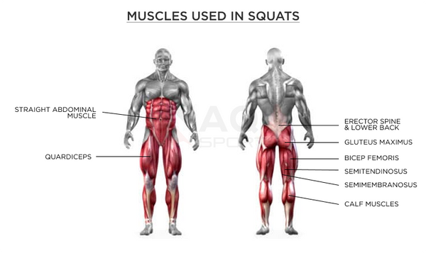 What Muscles Do Squats Work?