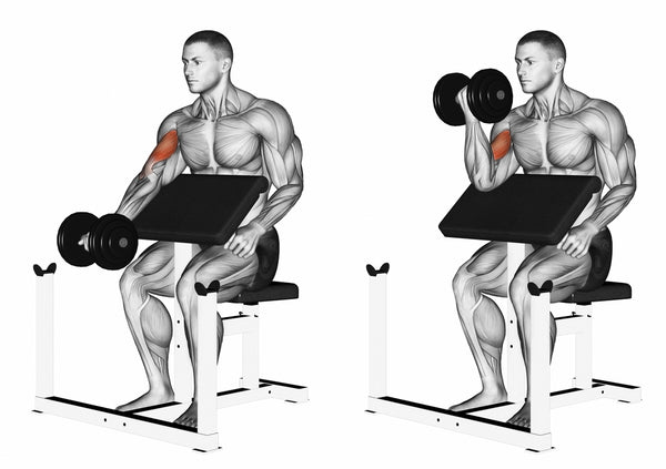 How To Do Bicep Curls Properly