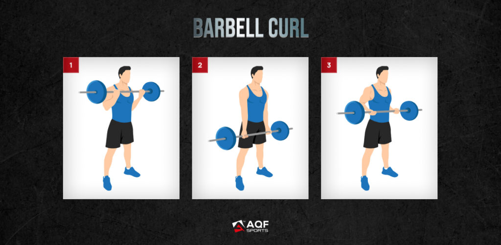Barbell Curl Exercise