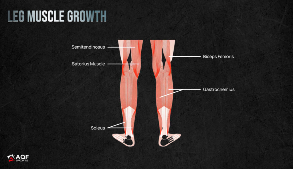 Leg Muscles Anatomy
