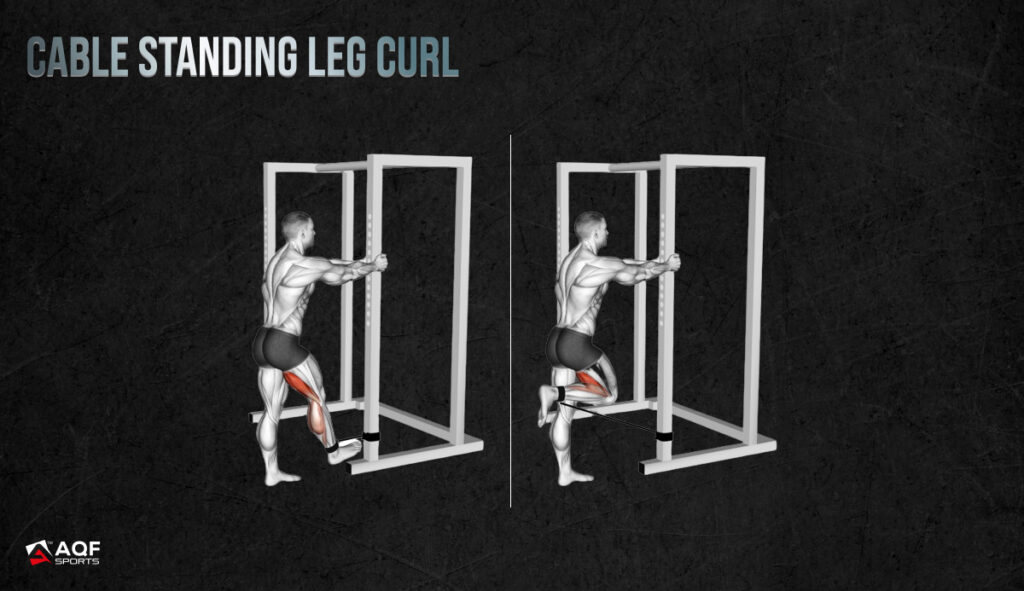 Cable Standing Leg Curl - Affected Muscles Illustration