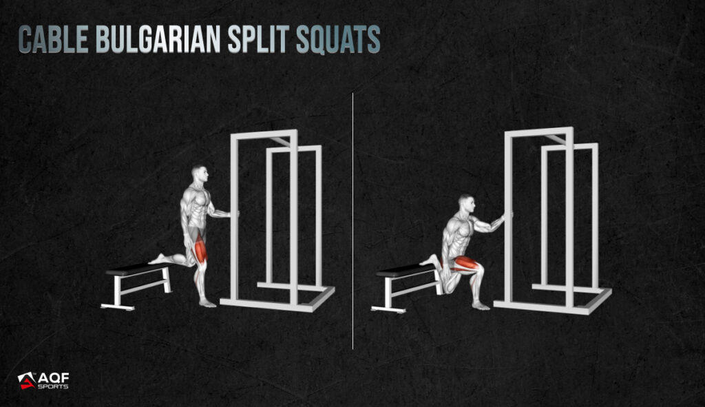Cable Bulgarian Split Squats -  - Affected Muscles Illustration