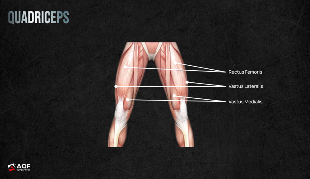 Quadriceps - Muscles Anatomy
