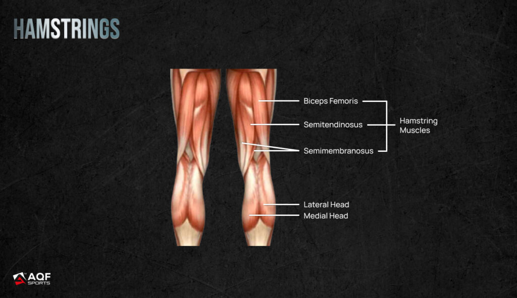 Hamstrings - Muscles Anatomy