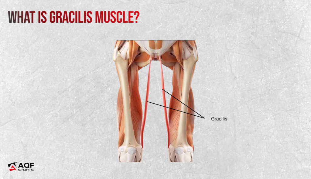 Gracilis Muscle